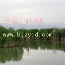 ʦ