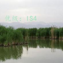 α