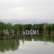 ɱ