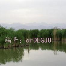ɱ