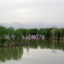 ʦ