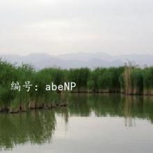 ɱ