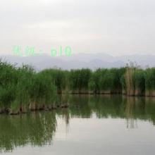 Ŀ