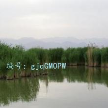 α