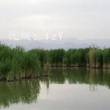 ɱ